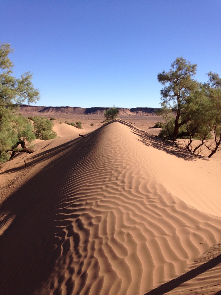 intuition in the desert